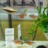 Flame tetra (Hyphessobrycon flammeus)