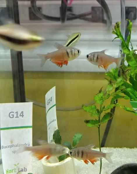 Flame tetra (Hyphessobrycon flammeus)