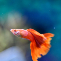 Full Red Albino Guppy - Male