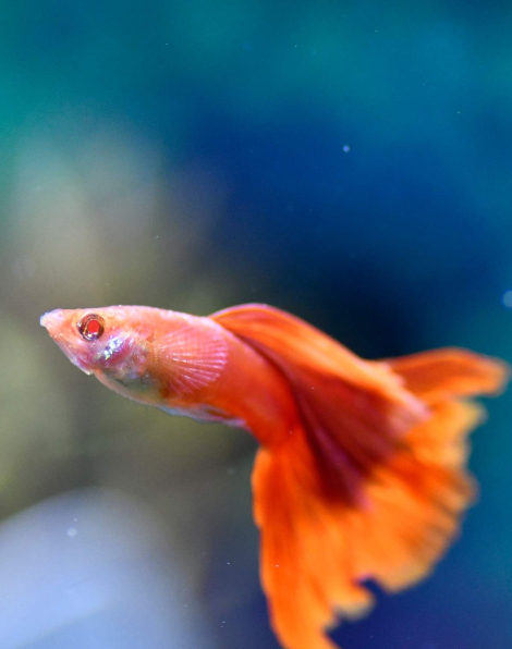Full Red Albino Guppy - Male