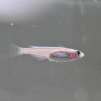Galaxy Pearl Ricefish (Oryzia latipes)