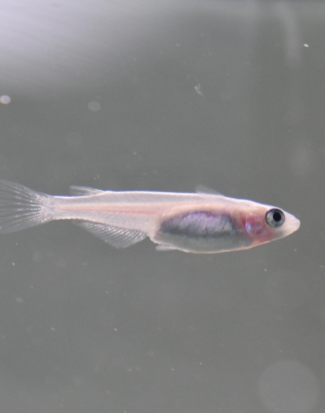 Galaxy Pearl Ricefish (Oryzia latipes)