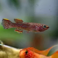 Blue Lyretail Killifish (Fundulopanchax gardneri) - male