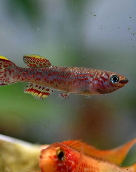 Blue Lyretail Killifish (Fundulopanchax gardneri) - male