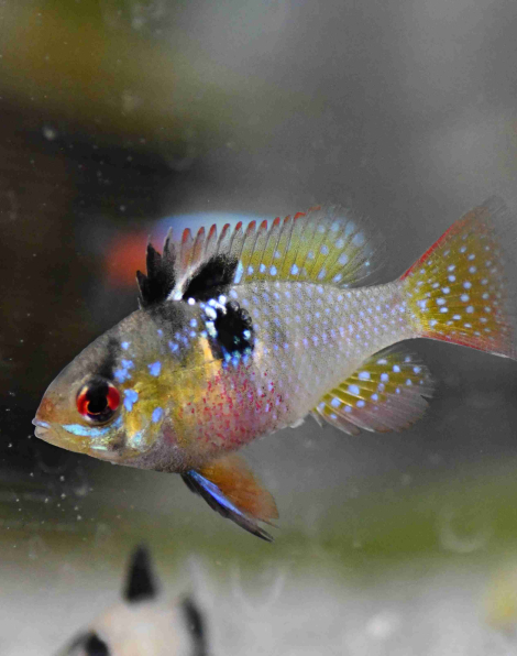 German Blue Ram (Mikrogeophagus ramirezi)