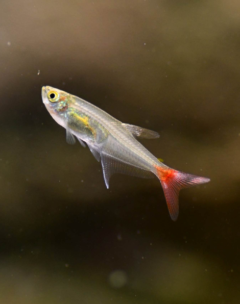 Glass Bloodfin Tetra (Prionobrama filigera)