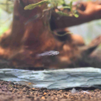 Glass Goby (Gobiopterus chuno)