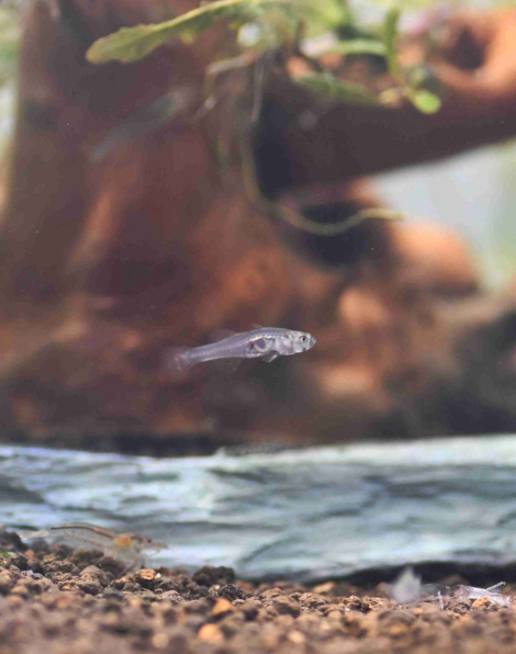 Glass Goby (Gobiopterus chuno)