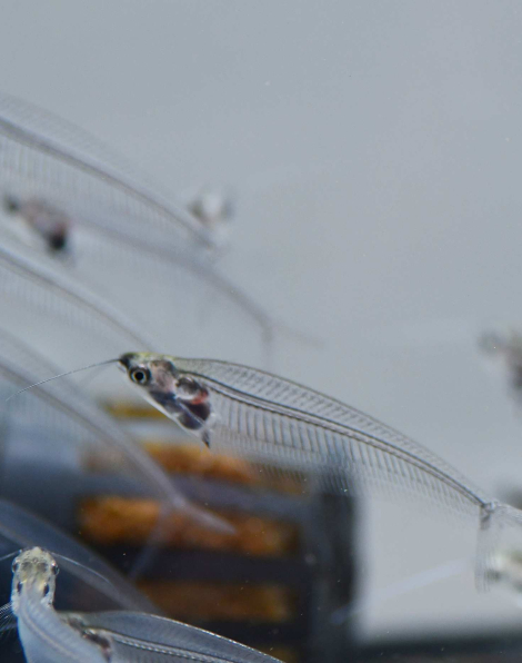 Glass Catfish (Kryptopterus vitreolus)