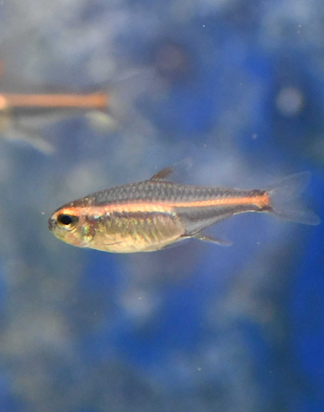 Glowlight Tetra (Hemigrammus erythrozonus)