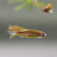 Glowlight Danio (Danio choprai)
