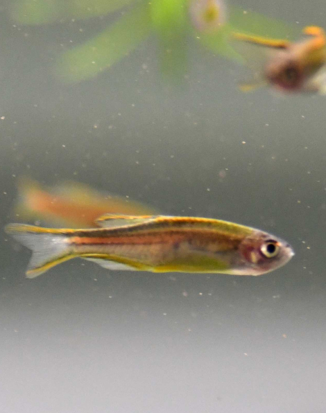 Glowlight Danio (Danio choprai)