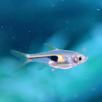 Glowlight Rasbora (Trigonostigma hengeli)