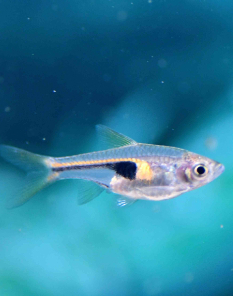 Glowlight Rasbora (Trigonostigma hengeli)