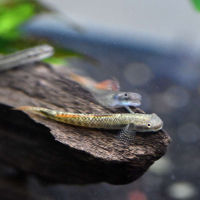 Rainbow Goby (Stiphodon ornatus)