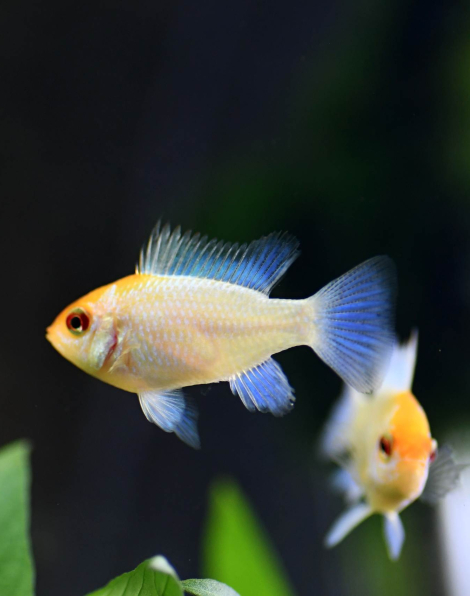 Gold Electric Blue Ram