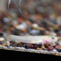 Gold Desert Goby (Chamydogobius eremius gold)
