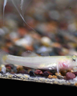 Gold Desert Goby (Chamydogobius eremius gold)