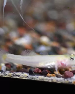 Gold Desert Goby (Chamydogobius eremius gold)