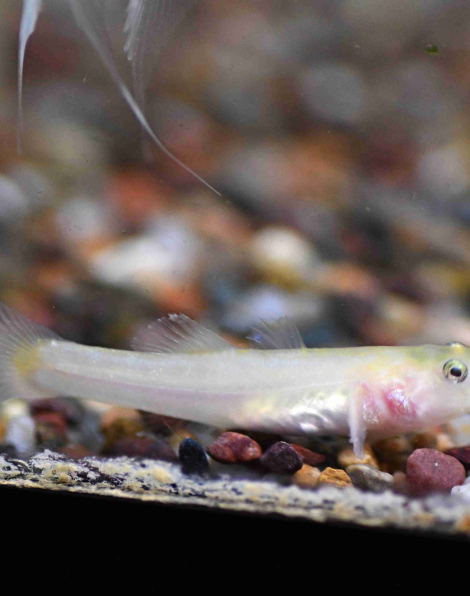 Gold Desert Goby (Chamydogobius eremius gold)