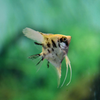 Gold Marble Ghost Angelfish