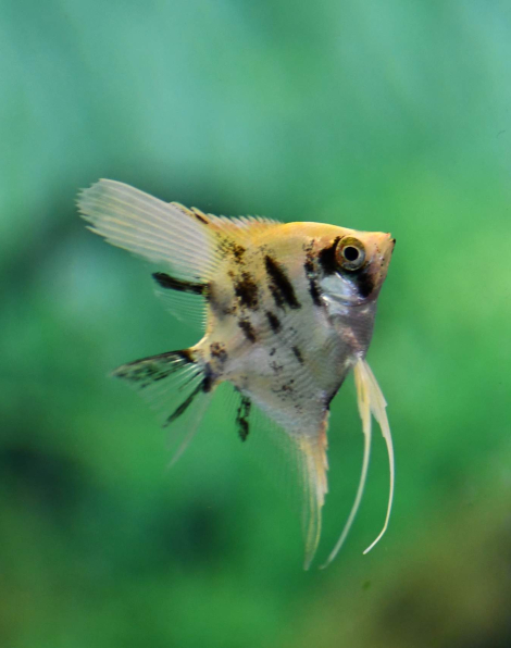Gold Marble Ghost Angelfish