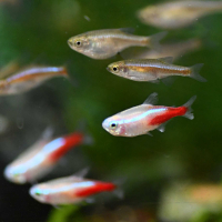 Gold Neon Tetra (Paracheirodon innesi)