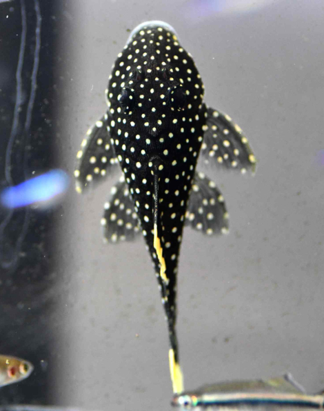 Gold Nugget Pleco (L81)