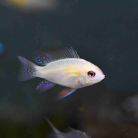 Gold German Blue Ram