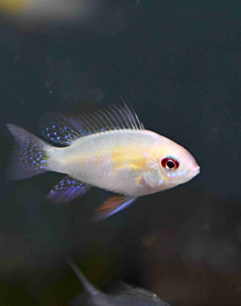 Gold German Blue Ram