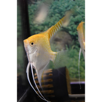 Gold Angelfish Large