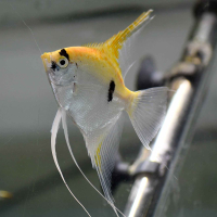 Gold Marble Angelfish - Large