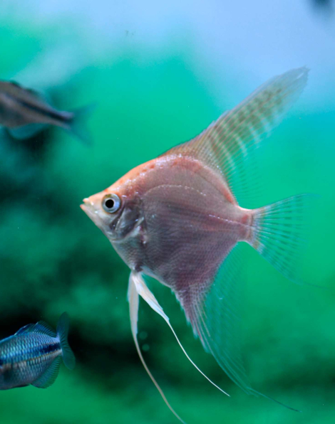 Gold Angelfish
