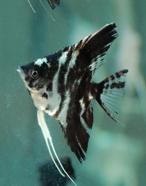 Marble Angelfish - Medium