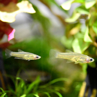 Gold Belly Topminnow (Girardinus falcatus)