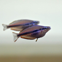 Melanotenia trifasciata Goyder river red