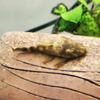 Shortfin Green Dragon Pleco