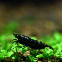 Green Hulk Shrimp (Neocaridina denticulata)