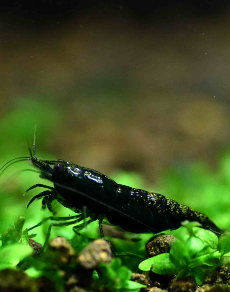 Green Hulk Shrimp (Neocaridina denticulata)