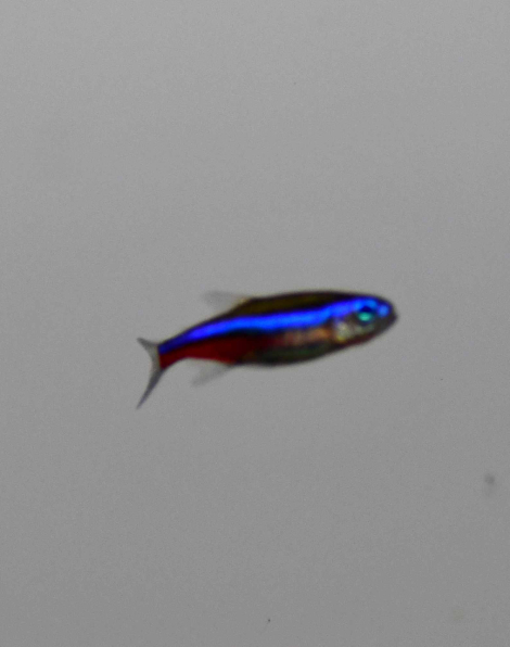 Green Neon Tetra (Paracheirodon simulans)