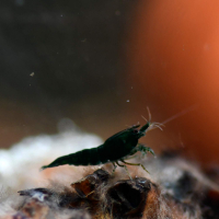 Green Jade Shrimp