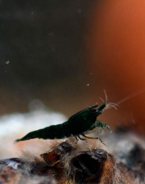 Green Jade Shrimp