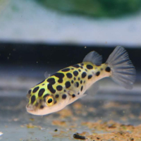 Green Spotted Puffer (Tetraodon nigroviridis)