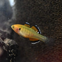Empire Gudgeon (Hypseleotris compressa)