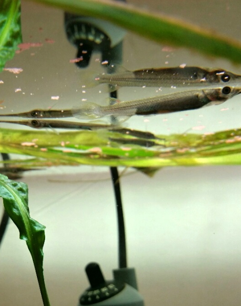 Wrestling Halfbeak (Dermogenys pusilla)