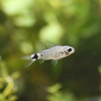 Tail Spot Cory (Corydoras hastatus)