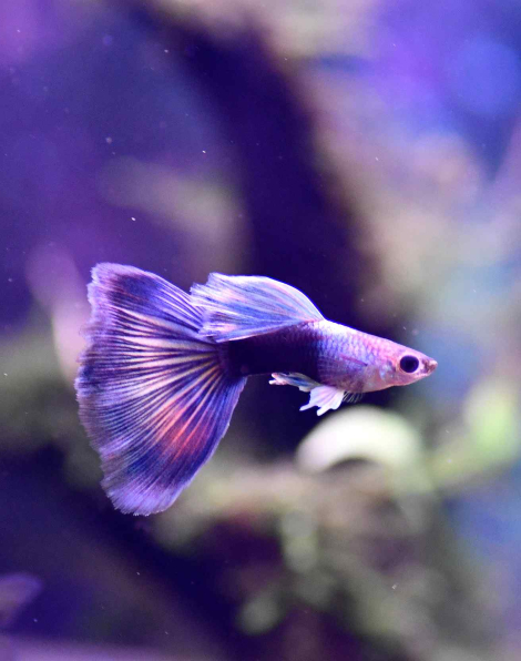 Half-Black Blue-Green Bicolour Guppy - Male