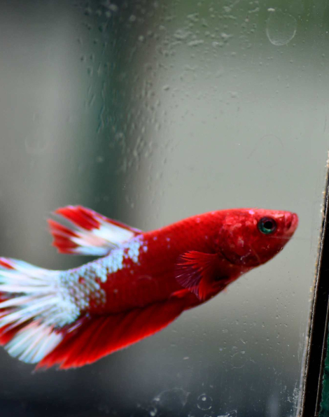 Red Hellboy Plakat Betta - Male