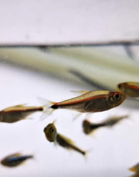 Hemigrammus rubrostriatus