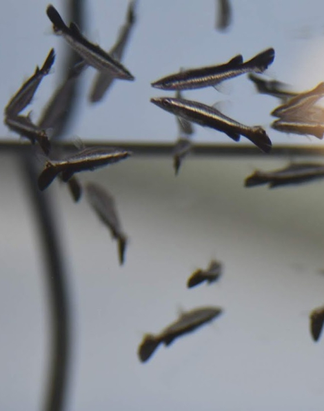 Hockeystick Pencilfish (Nannostomus eques)